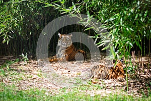 A tigress with a young tiger lying in the bushes