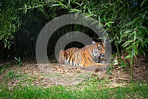 A tigress with a young tiger lying in the bushes