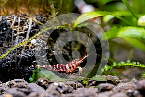 Tigri sulawesi dwarf shrimp stay near rock and aquatic plant also look for food in aquatic soil in freshwater aquarium tank