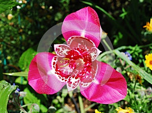 Tigridia Pavonia Flower photo