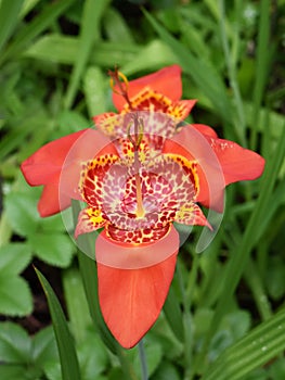 Tigridia pavonia red and yellow spotted flower