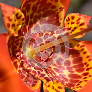 Tigridia pavonia red and yellow spotted flower