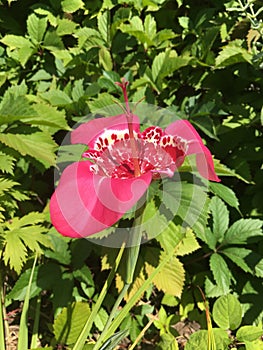 Tigridia Peacock in the garden