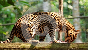 Tigrillo eating a piece of raw meat in Ecuadorian amazon. Common names: Ocelote, Tigrillo. photo