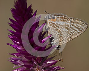 Tijgerblauwtje, Long-tailed Blue, Lampides boeticus