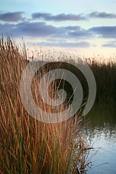 Tijuana Estuary photo