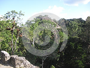 Tikal, Peten, Guatemala, Central America 15