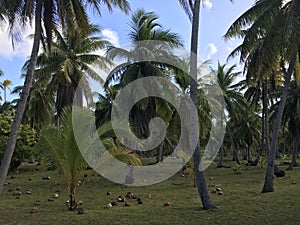 Tikehau coconut palm trees