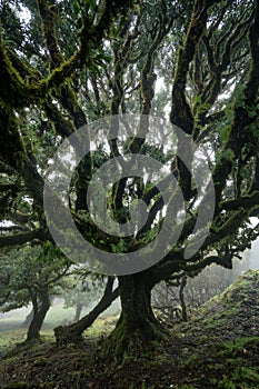 Til ancient tree on the Fanal Portuguese National Park in Madeira, Portugal photo