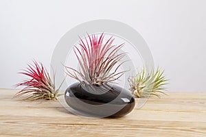 Tilandsia ionantha Airplant in elegant black pot on wooden table