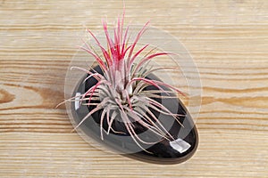 Tilandsia ionantha Airplant in elegant black pot on wooden table photo