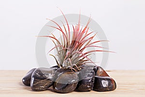 Tilandsia ionantha Airplant on shiny black stones on wooden table photo