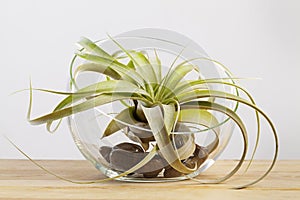 Tilandsia xerographica airplant in glass terrarium on wooden table photo