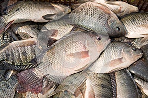 Tilapia