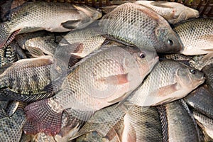 Tilapia photo