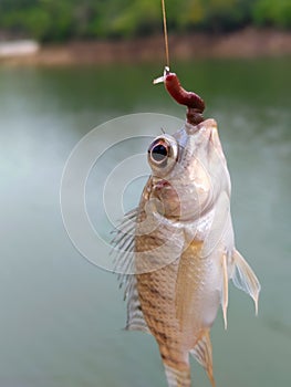a tilapia caught in a fishing rod