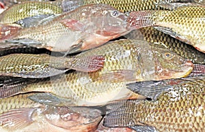 Tilapia Fish