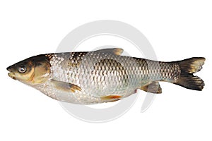 Tilapia fish