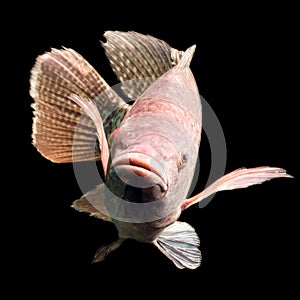 Tilapia Fish Close Up photo