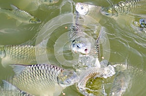 Tilapia fish eating food. photo