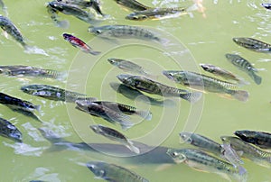Tilapia Fish in farm