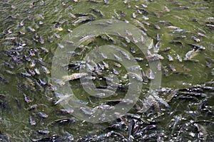 Tilapia Fish in farm photo