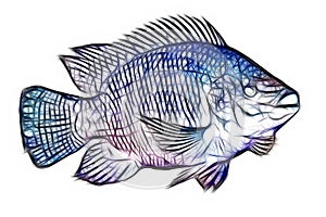 Tilapia Fish Fractals photo