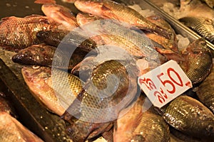 Tilapia fish fresh in ice sell on market