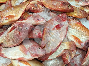 Tilapia fish