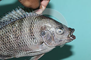 Tilapia fish in hand close up view of tilapia mosambica fish  hd