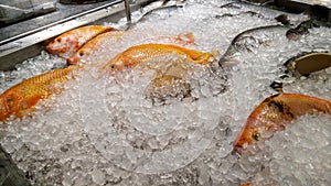 Tilapia fish on ice tray