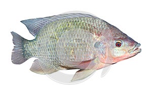 The Tilapia fish (Oreochromis mossambicus).