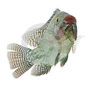 Tilapia Fish Profile