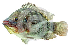 Tilapia Fish Profile