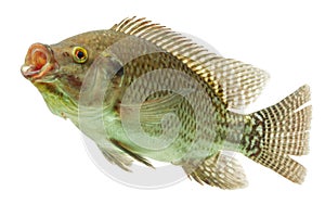 Tilapia Fish Profile