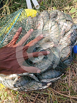 Tilapia fish or scientific name Oreochromis niloticus