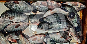 Tilapia fish sold in markets