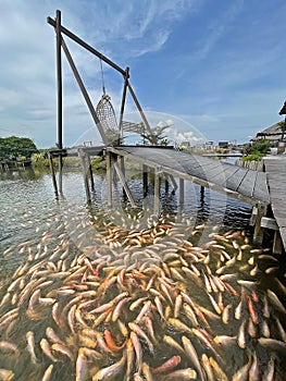 Tilapia fish swimming in circle together closely in a pond with wooden swing at Sunflower Garden, Bagan Datuk, Perak, Malaysia