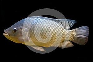 Tilapia fish in tank photo