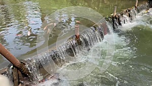 Tilapia fish (tilapia tilapia) in waterways