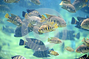 Tilapia Fish Underwater