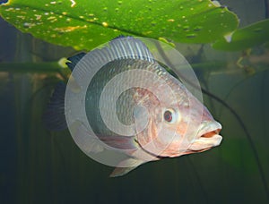 The Tilapia fish. photo