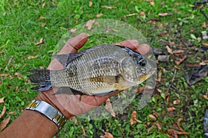 Tilapia fish was showed in a hand