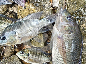Tilapia. Fresh Tilapia fish on stone. Freshwater Fish. In Indonesia also known as Ikan Nila or Mujair. Farmed Fish.
