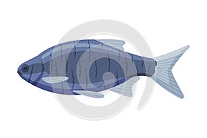 Tilapia Freshwater Fish, Fresh Aquatic Fish Species Cartoon Vector Illustration