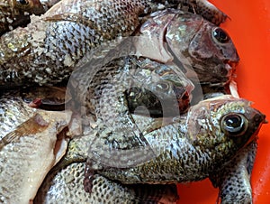 Tilapia. Freshwater Fish. In Indonesia also known as Ikan Nila or Mujair. Farmed Fish. Tribe Tilapiine cichlid.