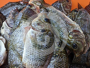 Tilapia. Freshwater Fish. In Indonesia also known as Ikan Nila or Mujair. Farmed Fish. Tribe Tilapiine cichlid.