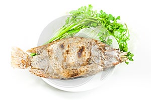 Tilapia grilled salt on white dish on white photo