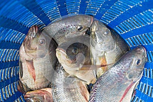 Tilapia and Nile tilapia in blue plastic bucket, raw fresh fresh