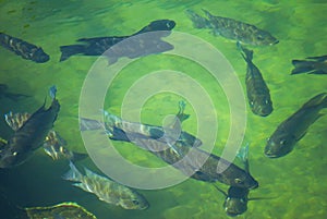 Tilapia school of fish swimming
